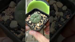 Planting Lophophora in 100 mineral soil mix [upl. by Dami]