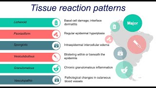 Dermatopathology Basics Inflammatory Patterns [upl. by Corbin]