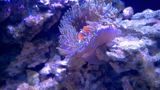 Clownfish swimming amp shaking [upl. by Adrianna]