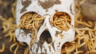 maggots in human dead body skull [upl. by Wavell]