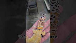 cute gecko lizard reels reptiles pets shorts shortvideo fyp leopardgecko snake [upl. by Euqinot]