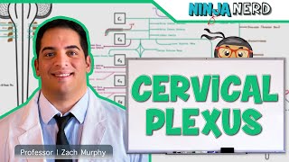 Neurology  Cervical Plexus [upl. by Fulmer392]