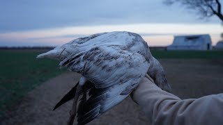 Snow Goose Catch Clean Cook [upl. by Ellerol]