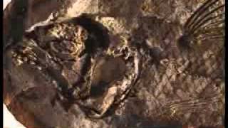 What are fossils and how do they form [upl. by Poland]