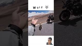 Bikers amp Wolf 🐺viralvideo shortvideo wolfviralshorts [upl. by Hyacinth]