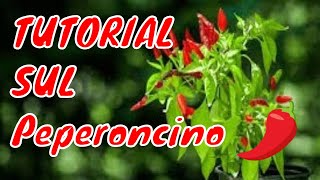 Come seminare il peperoncino [upl. by Elburt]