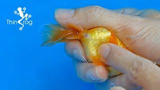 Goldfish Hand Breeding Step by Step [upl. by Sanfourd]