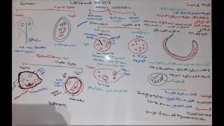 الشرح التفصيلى للارفا والبروتوزا وأهم ما يميزهاE77 Larva strongyloides stercoralis and protozoa [upl. by Inilam]