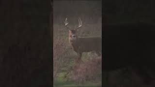 That snort wheeze bowhunting l bucks [upl. by Donnamarie942]