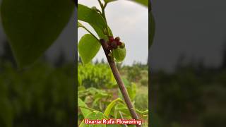 Uvaria Rufa Flowering  httpswamec919290909559 [upl. by Eiclek674]