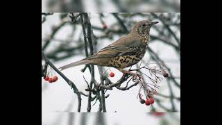 الصوت الأقوى لصيد السمن في الليل 🔥🔥bird sound thrush turdus [upl. by Monia]