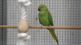 Halsbandparkiet  Parakeet  Budgie  Parkiet [upl. by Yoc]