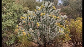 Evolutionary Strategies of Cholla Cacti [upl. by Ailasor]