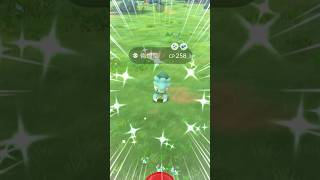 異色偽螳草開圖啦！I got shiny Fomantis in pokemongo shinypokemon fomantis gofest2024 [upl. by Areek532]