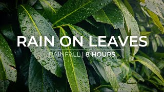 Rain on Leaves  8 Hours of rain falling on leaves  Relaxation Meditation Fall asleep fast [upl. by Longfellow]