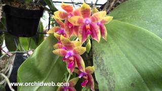 OrchidWeb  Phal Guadalupe Pineda [upl. by Syst]