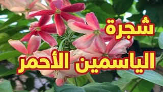 كل شيء عن شجرة الياسمين الاحمر [upl. by Ajay]