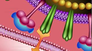 Neuraminidase Inhibitors Mechanism of Action [upl. by Anoval]