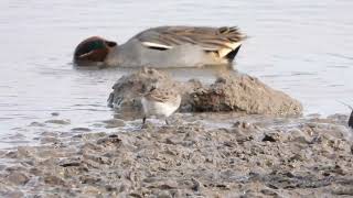 WhiteRumped Sandpiper [upl. by Llireva]