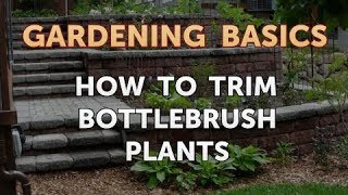 How to Trim Bottlebrush Plants [upl. by Tegirb]