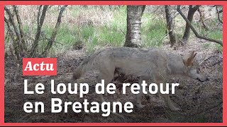 Exclusif  il découvre un loup en Bretagne [upl. by Waligore685]