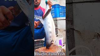 Amazing Great Delicious Bluefin Tuna Fish Cutting Techniques  Fish Cutting Skills [upl. by Airda443]