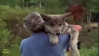 Living With Wolves Nature Documentary [upl. by Vidovik]