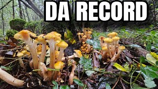 FUNGHI CHIODINI 2024 UNA RACCOLTA DA RECORD [upl. by Aicilla145]