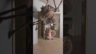 KK BRIGITTE the spider spider squirrel egofilm [upl. by Aelc401]