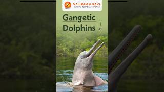 Gangetic Dolphin vajiramandravi [upl. by Maillij]