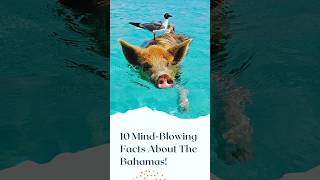 Breaking Down The Facts About The Bahamas [upl. by Enyahs]