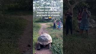 🇪🇨 Islas GALAPAGOS en ECUADOR es un sueño en el mundo real para amantes de ANIMALES [upl. by Htebasile786]