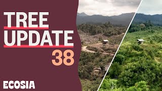 This is what happened to forest 2 years after in Indonesia  Tree Update 38 [upl. by Mccartan898]