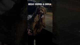 군고구마용 낙엽 팝니다 강아지 maltipoodog maltipoo 쇼츠 브이로그 puppy puppyvlog apt [upl. by Ecela856]