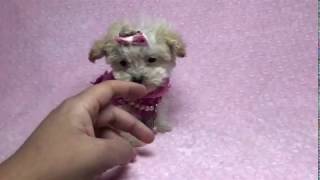 “Itty Bitty”  Tiniest Micro Teacup Maltipoo Puppy EVER [upl. by Aseefan]