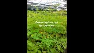 Moringa Tree Container Growing [upl. by Nemraciram]