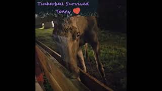 Tinkerbell Survived Today  A day into the Moose Hunt [upl. by Kcam]