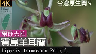 台灣原生蘭寶島羊耳蘭 Liparis formosana Rchbf 別名寶島羊耳蒜，帶你去拍台北市典藏植物園：202405 [upl. by Lladnar]