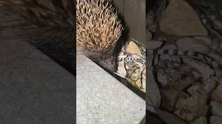 Hedgehog coming in my garden [upl. by Yerffoeg]