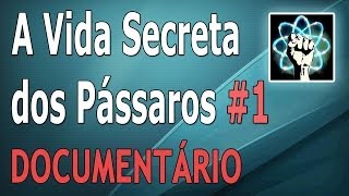 A Vida Secreta dos Pássaros  Ep 15 Documentário2012 [upl. by Ellennahs517]