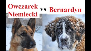 BERNARDYN a OWCZAREK NIEMIECKI porównanie ras [upl. by Atalya738]