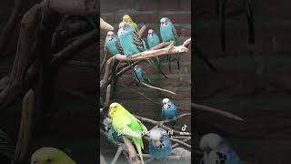 parakeets budgiesparakeet parkieten budgerigars grasparkieten budgiegar budgieshorts [upl. by Esilehs]