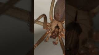 The Chilean Recluse World’s Most dangerous Recluse spider [upl. by Aicen185]