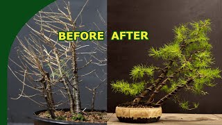 Rebuilding a Larix Bonsai Forest [upl. by Neetsyrk]