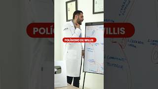 POLÍGONO DE WILLIS fugitivosdeldolor doctorcris salud tipsdesalud [upl. by Netsuj]