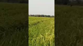 Hybrid rice seeds male and female cross in field ssenterprise farming agriculture shortsvideo [upl. by Ennairek]