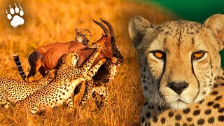 Guépard VS Antilopes  Chronique de lAfrique Sauvage  Pierre Arditi  Documentaire  BF [upl. by Iago]