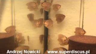 S Discus Heckel F1 Breeding in Farm Superdiscus  Andrzej Nowicki [upl. by Ardisi]