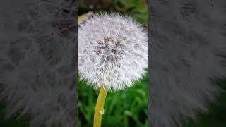 Oh LooK A DanDeLioN MuSt Be ThE LaSt OnE shorts [upl. by Udale]