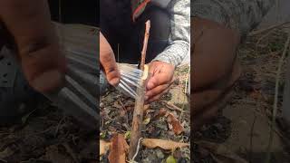 Apricot ki grafting ।। A🍎O [upl. by Fulmis]